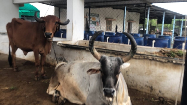 શિયાળામાં “ખરવા મોવાસા” રોગનો ખતરો, પશુઓને બચાવવા સમયસર રસીકરણ અનિવાર્ય