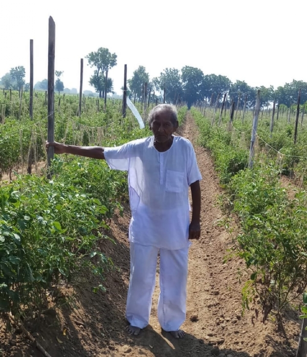 કડીના ખાખરીયા પટ્ટામાં માવઠાથી ટામેટા ખેડૂતોને ભારે નુકસાન