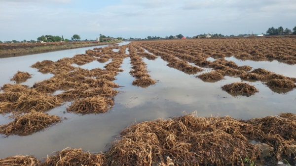 બરડા પંથકમાં ફરી ત્રણ થી પાંચ ઈંચ વરસાદ નોંધાયો.