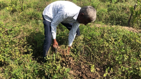 એન્જિનિયર પુત્ર અને પિતાની ગાય આધારિત પ્રાકૃતિક ખેતી — સાંપાવાડા ગામમાં નવો પ્રયોગ, નવી પ્રેરણા