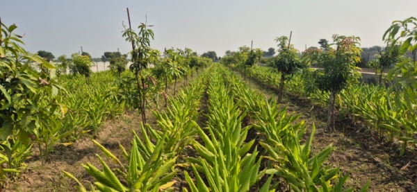 એન્જિનિયર પુત્ર અને પિતાની ગાય આધારિત પ્રાકૃતિક ખેતી — સાંપાવાડા ગામમાં નવો પ્રયોગ, નવી પ્રેરણા