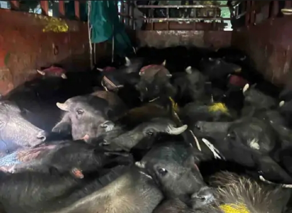 પાટણમાં 32 પશુઓ સાથે ગેરકાયદેસર વાહન પકડાયું, ડ્રાઇવર ઝડપાયો પાટણમાં 32 પશુઓ સાથે ગેરકાયદેસર વાહન પકડાયું, ડ્રાઇવર ઝડપાયો