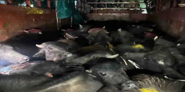 પાટણમાં 32 પશુઓ સાથે ગેરકાયદેસર વાહન પકડાયું, ડ્રાઇવર ઝડપાયો