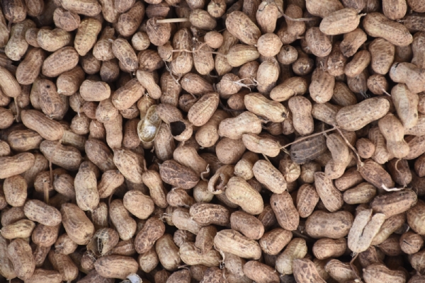 ખેડૂતોને મોટી રાહત, મૂળી એપીએમસી ખાતે ટેકાના ભાવે મગફળીની ખરીદીનો વિધિવત પ્રારંભ