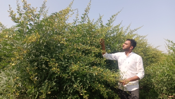 ચંદ્રોડા બન્યું “તુવેર ગામ” — ઓછી મહેનત, ઓછો ખર્ચ અને વધારે નફાનો પાક