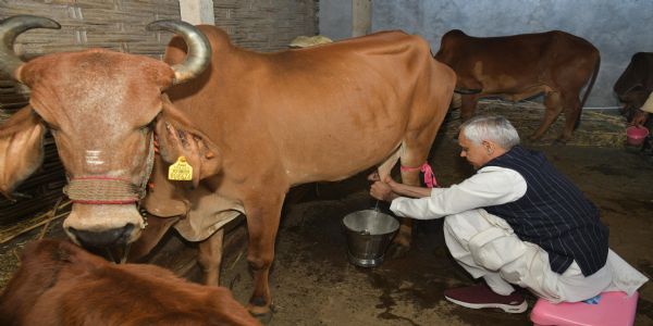 રાજ્યપાલ આચાર્ય દેવવ્રતએ, તાપી જિલ્લાના માણેકપુર ગામે સ્વયં ગાય દોહી