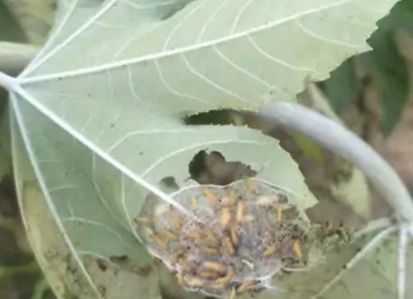 એરંડા પાકમાં ઈયળ ઉપદ્રવથી ખેડૂતો ચિંતિત એરંડા પાકમાં ઈયળ ઉપદ્રવથી ખેડૂતો ચિંતિત