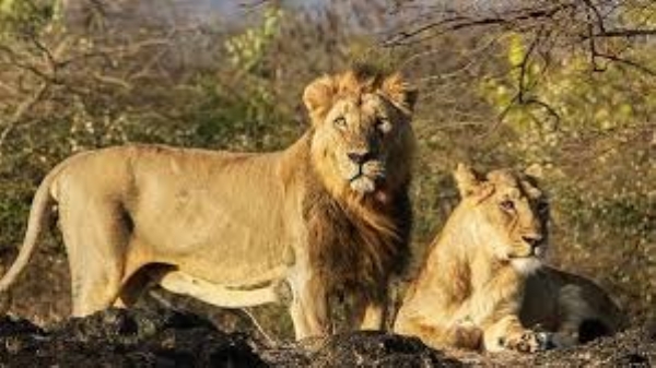 એશિયાટિક સિંહ ફાઇલ તસવીર એશિયાટિક સિંહ ફાઇલ તસવીર