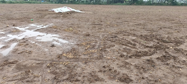 જૂનાગઢ કમોસમી વરસાદના કારણે થયેલ નુકસાની જૂનાગઢ કમોસમી વરસાદના કારણે થયેલ નુકસાની