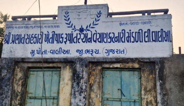 વાલિયા ખાતે કપાસની લધુત્તમ ટેકાનાં ભાવે ખરીદી કરવા એપીએમસી પ્રમુખની રજૂઆત