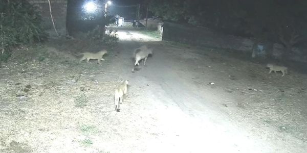 રાજુલાના આગરિયા ગામમાં પાંચ સિંહોની ધમાકેદાર એન્ટ્રી: શિકારની શોધમાં ગામની શેરીઓમાં મચ્યો હાહાકાર