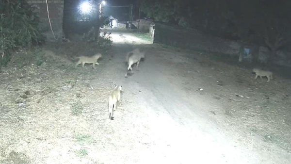 રાજુલાના આગરિયા ગામમાં પાંચ સિંહોની ધમાકેદાર એન્ટ્રી: શિકારની શોધમાં ગામની શેરીઓમાં મચ્યો હાહાકાર રાજુલાના આગરિયા ગામમાં પાંચ સિંહોની ધમાકેદાર એન્ટ્રી: શિકારની શોધમાં ગામની શેરીઓમાં મચ્યો હાહાકાર