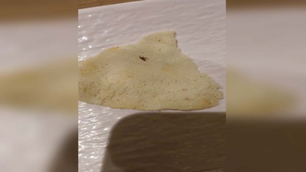 ઢોસામાં જીવાત