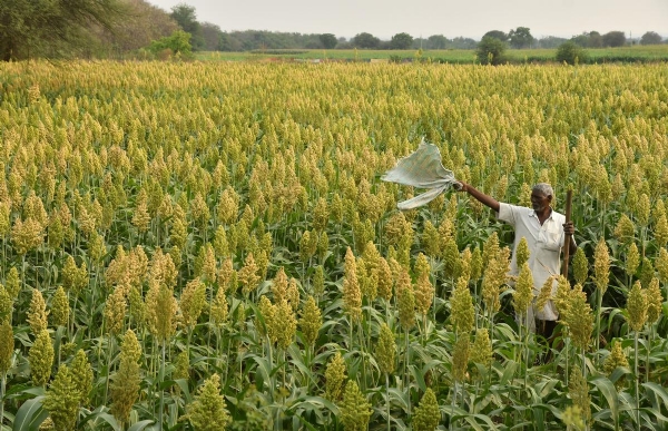 farmers planting Rabi crops farmers planting Rabi crops