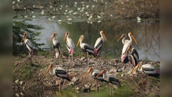 પક્ષી અભયારણ્ય