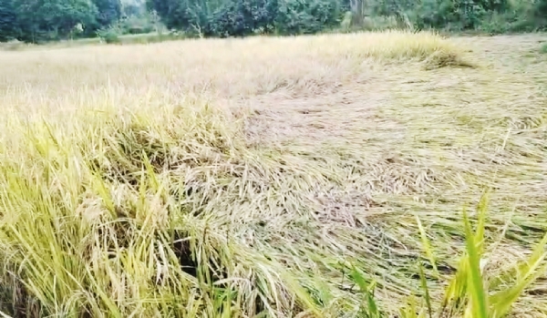 ભરૂચમાં નુકસાનીની સહાય માટે ખેડૂતો કૃષિ રાહત પેકેજ-KRP પોર્ટલ પર ફોર્મ ભરી રહ્યા છે