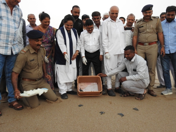 માધવપુર હેચરી ખાતે ગ્રીન સી ટર્ટલના 32 બચ્ચાઓને દરિયામાં છોડવામાં આવ્યાં.