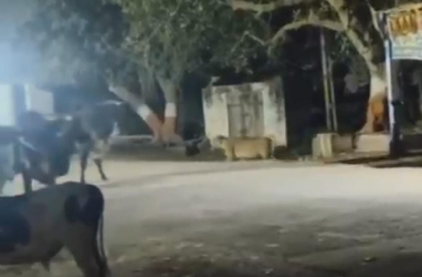 હાલરીયા ગામમાં સિંહની એન્ટ્રીથી અફરાતફરી: શિકારની શોધમાં લટાર મારતો સિંહ મોબાઈલ કેમેરામાં કેદ હાલરીયા ગામમાં સિંહની એન્ટ્રીથી અફરાતફરી: શિકારની શોધમાં લટાર મારતો સિંહ મોબાઈલ કેમેરામાં કેદ