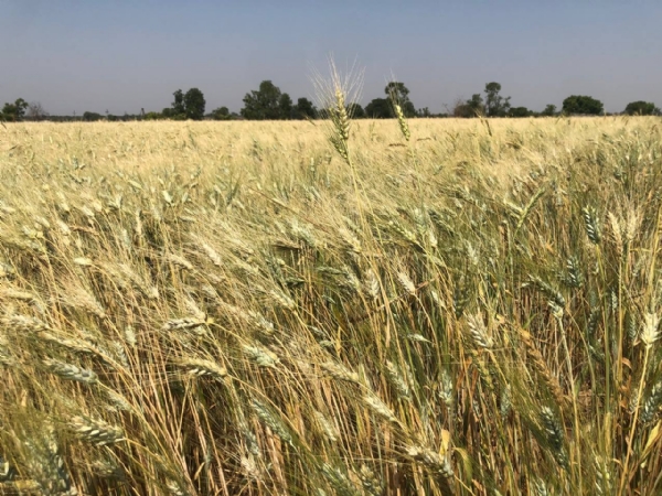 માવઠા બાદ રાયડા અને કપાસના પાકને ભારે નુકસાન — નિષ્ણાંતની સલાહ: હવે ઘઉં, અજમો અને બટાકાનું વાવેતર વધુ લાભદાયી માવઠા બાદ રાયડા અને કપાસના પાકને ભારે નુકસાન — નિષ્ણાંતની સલાહ: હવે ઘઉં, અજમો અને બટાકાનું વાવેતર વધુ લાભદાયી