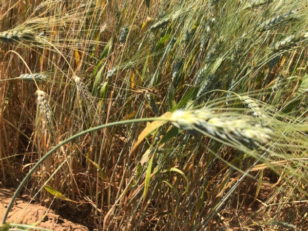 માવઠા બાદ રાયડા અને કપાસના પાકને ભારે નુકસાન — નિષ્ણાંતની સલાહ: હવે ઘઉં, અજમો અને બટાકાનું વાવેતર વધુ લાભદાયી માવઠા બાદ રાયડા અને કપાસના પાકને ભારે નુકસાન — નિષ્ણાંતની સલાહ: હવે ઘઉં, અજમો અને બટાકાનું વાવેતર વધુ લાભદાયી