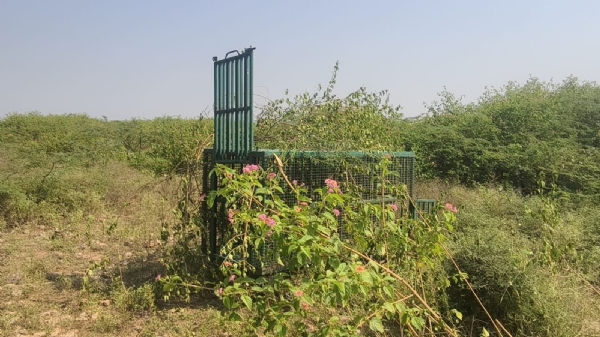 પોરબંદર શહેરમાં દીપડાએ ગૌમાતાનું કર્યું મારણ.