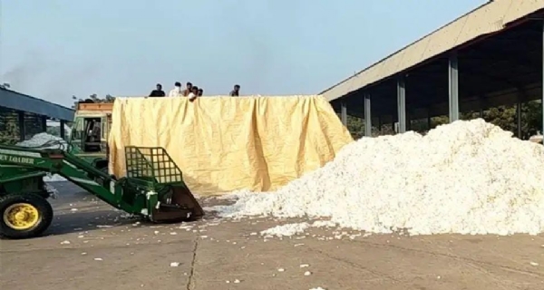 અમરેલી જિલ્લાના માર્કેટયાર્ડોમાં કપાસની બમ્પર આવક; ₹800 થી ₹1500 સુધીના સારા ભાવથી ખેડૂતોમાં ખુશીનો માહોલ અમરેલી જિલ્લાના માર્કેટયાર્ડોમાં કપાસની બમ્પર આવક; ₹800 થી ₹1500 સુધીના સારા ભાવથી ખેડૂતોમાં ખુશીનો માહોલ