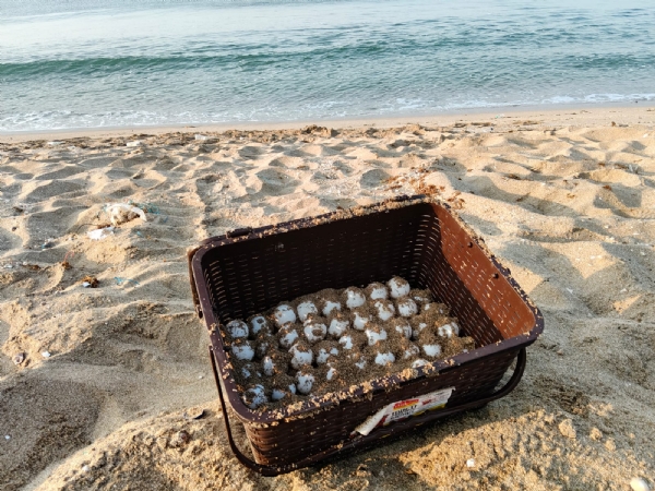 વિસાવાડા નજીક થી વનવિભાગની ટીમને ગ્રીનસી ટર્ટરના 701 ઈંડા મળી આવ્યા. વિસાવાડા નજીક થી વનવિભાગની ટીમને ગ્રીનસી ટર્ટરના 701 ઈંડા મળી આવ્યા.