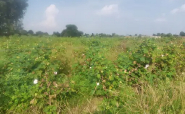 કમોસમી વરસાદથી નુકસાનગ્રસ્ત સરસ્વતી તાલુકાને અસરગ્રસ્ત જાહેર કરવાની માંગ