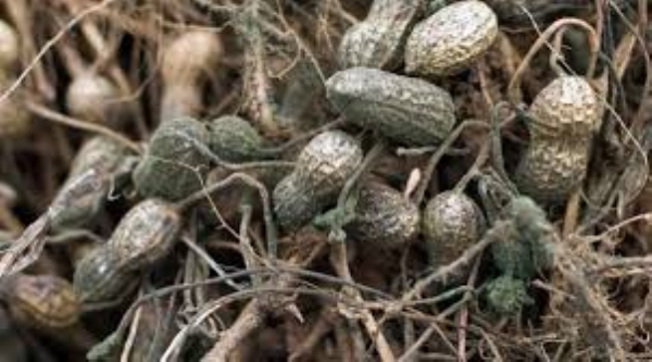 Things to keep in mind for farmer friends to prevent aflatoxin contamination in groundnut crops