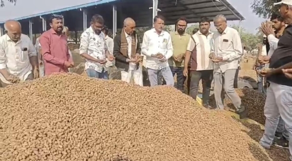 અમરેલીના યાર્ડોમાં મગફળીની મબલખ આવક છતાં ખેડૂતોને નથી પોષણશમ ભાવ: ટેકાના ભાવ 1452 સામે ખુલ્લા બજારમાં ફક્ત ₹800–₹1000