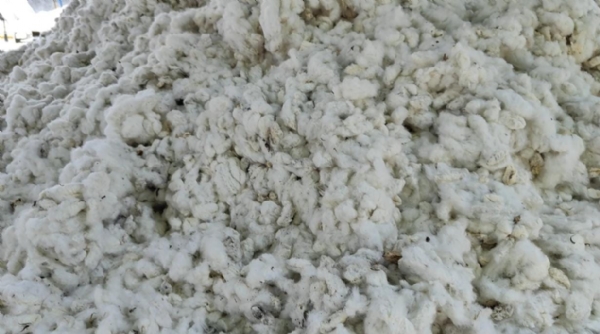 અમરેલીના ખેડૂતોની હાલત નાજુક: માર્કેટિંગ યાર્ડમાં કપાસનો ભાવ ₹800 થી ₹900, કમોસમી વરસાદે પાક બરબાદ