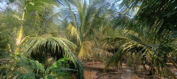 ખેડૂતોને નાળિયેરમાં નવા વાવેતર