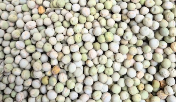 સૌરાષ્ટ્રના ખેડૂતો ખેતીમાં ફેરફાર તરફ: વટાણાના રોકડિયા પાકથી વધતી આવકની નવી આશા