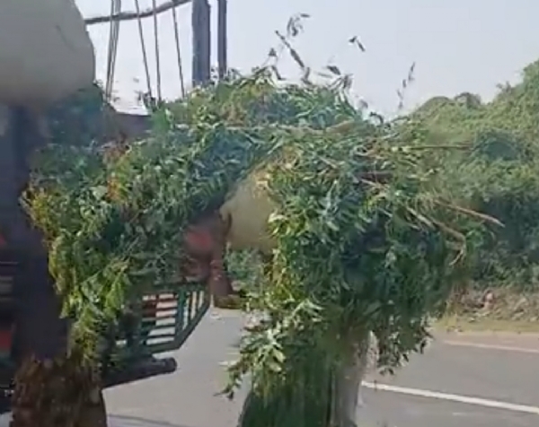 વાગદોડ વિસ્તારમાં ઘાસચારાની તંગીથી પશુપાલકો મુશ્કેલીમાં, લીમડાના પાન ખવડાવવાની ફરજ પડી