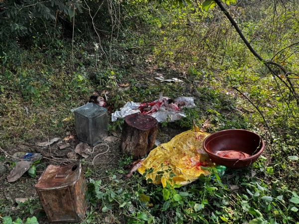 ઘોઘંબા તાલુકાના ચેલાવાડા ગામે અંધશ્રદ્ધાના નામે પશુ-પક્ષીઓની બલિ ચડાવવાનો કિસ્સો સામે આવ્યો છે ઘોઘંબા તાલુકાના ચેલાવાડા ગામે અંધશ્રદ્ધાના નામે પશુ-પક્ષીઓની બલિ ચડાવવાનો કિસ્સો સામે આવ્યો છે