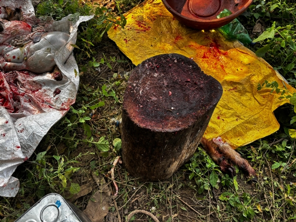 ઘોઘંબા તાલુકાના ચેલાવાડા ગામે અંધશ્રદ્ધાના નામે પશુ-પક્ષીઓની બલિ ચડાવવાનો કિસ્સો સામે આવ્યો છે ઘોઘંબા તાલુકાના ચેલાવાડા ગામે અંધશ્રદ્ધાના નામે પશુ-પક્ષીઓની બલિ ચડાવવાનો કિસ્સો સામે આવ્યો છે