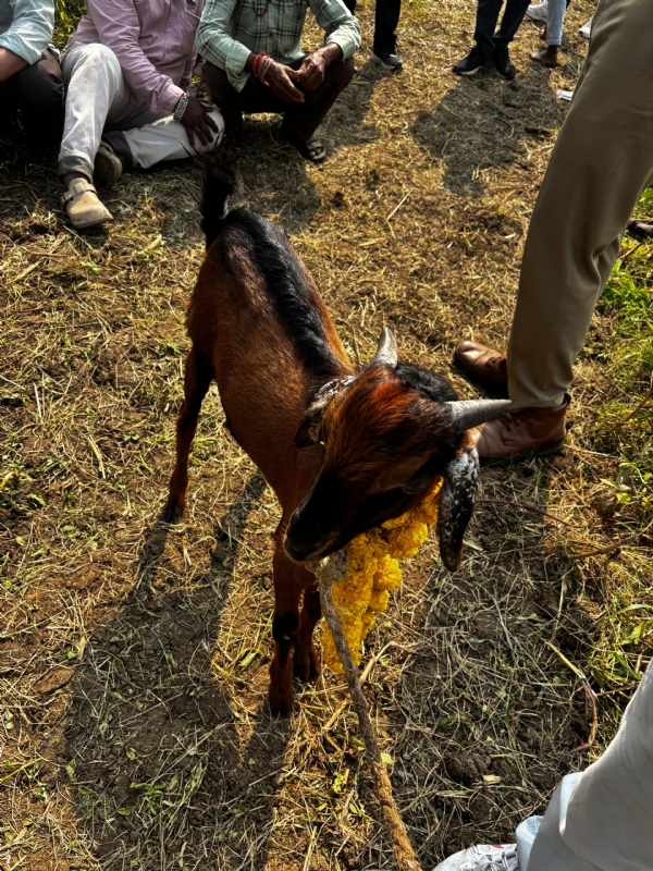 ઘોઘંબા તાલુકાના ચેલાવાડા ગામે અંધશ્રદ્ધાના નામે પશુ-પક્ષીઓની બલિ ચડાવવાનો કિસ્સો સામે આવ્યો છે ઘોઘંબા તાલુકાના ચેલાવાડા ગામે અંધશ્રદ્ધાના નામે પશુ-પક્ષીઓની બલિ ચડાવવાનો કિસ્સો સામે આવ્યો છે