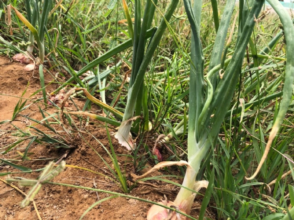 મહેસાણામાં કમોસમી વરસાદથી ડુંગળીમાં ‘બાફિયો’ રોગનો ખતરો — વૈજ્ઞાનિક ડૉ. રમેશભાઈ પટેલની મહત્વપૂર્ણ સલાહ મહેસાણામાં કમોસમી વરસાદથી ડુંગળીમાં ‘બાફિયો’ રોગનો ખતરો — વૈજ્ઞાનિક ડૉ. રમેશભાઈ પટેલની મહત્વપૂર્ણ સલાહ