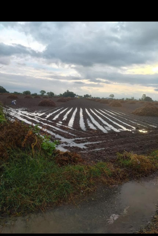 પોરબંદર જિલ્લામાં કમોસમી વરસાદના કારણે થયેલ નુકસાનીનુ 44 ટીમો દ્વારા સર્વેની કામગીરી પૂરજોશમાં પોરબંદર જિલ્લામાં કમોસમી વરસાદના કારણે થયેલ નુકસાનીનુ 44 ટીમો દ્વારા સર્વેની કામગીરી પૂરજોશમાં