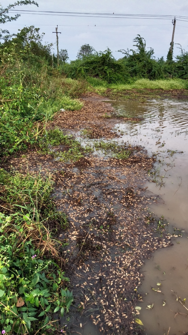 પોરબંદર જિલ્લામાં કમોસમી વરસાદના કારણે થયેલ નુકસાનીનુ 44 ટીમો દ્વારા સર્વેની કામગીરી પૂરજોશમાં પોરબંદર જિલ્લામાં કમોસમી વરસાદના કારણે થયેલ નુકસાનીનુ 44 ટીમો દ્વારા સર્વેની કામગીરી પૂરજોશમાં