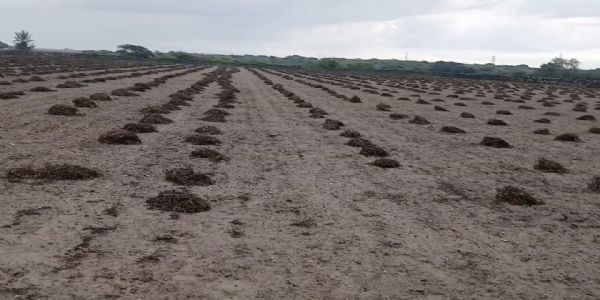 કમોસમી વરસાદ થી મિયાણી અને ભાવપરા ગામના ખેડૂતો થયા બરબાદ.