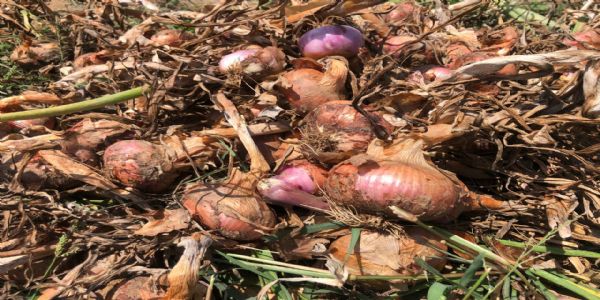 મહેસાણામાં કમોસમી વરસાદથી ડુંગળીમાં ‘બાફિયો’ રોગનો ખતરો: વૈજ્ઞાનિક ડૉ. રમેશભાઈ પટેલની મહત્વપૂર્ણ સલાહ