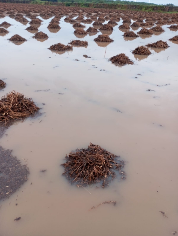 પોરબંદર જિલ્લામાં કમોસમી વરસાદના કારણે થયેલ નુકસાનીનુ 44 ટીમો દ્વારા સર્વેની કામગીરી પૂરજોશમાં પોરબંદર જિલ્લામાં કમોસમી વરસાદના કારણે થયેલ નુકસાનીનુ 44 ટીમો દ્વારા સર્વેની કામગીરી પૂરજોશમાં