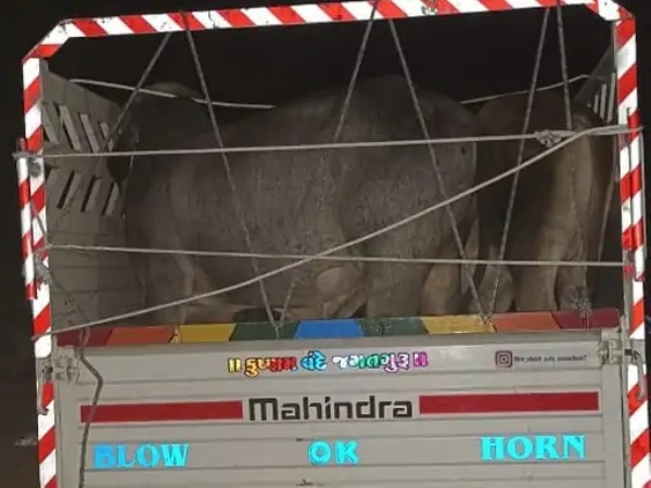 પશુપાલકોએ ગૌધનને બચવ્યું