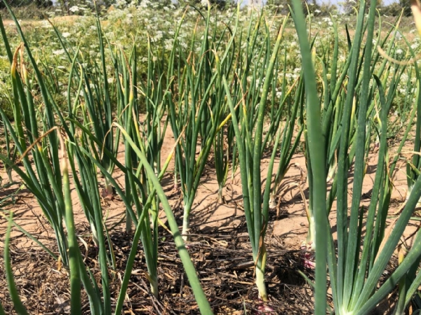 મહેસાણામાં કમોસમી વરસાદથી ડુંગળીમાં ‘બાફિયો’ રોગનો ખતરો — વૈજ્ઞાનિક ડૉ. રમેશભાઈ પટેલની મહત્વપૂર્ણ સલાહ મહેસાણામાં કમોસમી વરસાદથી ડુંગળીમાં ‘બાફિયો’ રોગનો ખતરો — વૈજ્ઞાનિક ડૉ. રમેશભાઈ પટેલની મહત્વપૂર્ણ સલાહ