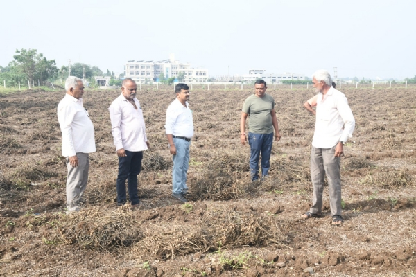 રાજકોટના પડધરી તાલુકામાં ખેતપાક નુકસાનનો તત્કાલ સર્વે શરૂ થતાં ખેડૂતોમાં રાહતની લાગણી રાજકોટના પડધરી તાલુકામાં ખેતપાક નુકસાનનો તત્કાલ સર્વે શરૂ થતાં ખેડૂતોમાં રાહતની લાગણી