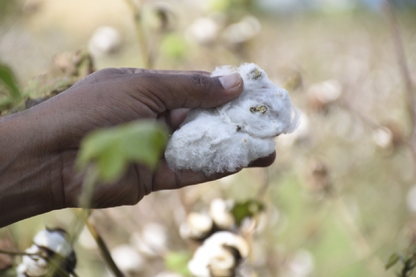 મુખ્યમંત્રી ભૂપેન્દ્ર પટેલની ત્વરિત સૂચના, સુરેન્દ્રનગરમાં માવઠાના પાક નુકસાનનો સર્વે પૂર્ણ મુખ્યમંત્રી ભૂપેન્દ્ર પટેલની ત્વરિત સૂચના, સુરેન્દ્રનગરમાં માવઠાના પાક નુકસાનનો સર્વે પૂર્ણ