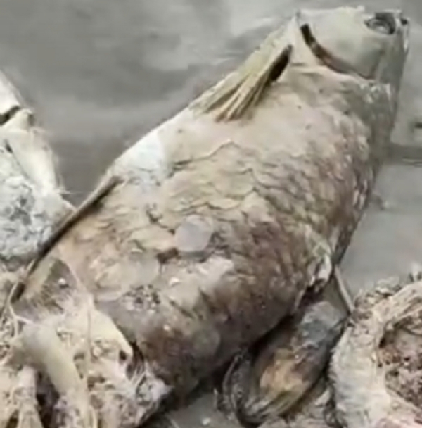 પાટણના ખાન સરોવરમાં હજારો માછલીઓના મૃત્યુથી ચકચાર, શહેરીજનોમાં પાણીની ગુણવત્તા અંગે ચિંતા પાટણના ખાન સરોવરમાં હજારો માછલીઓના મૃત્યુથી ચકચાર, શહેરીજનોમાં પાણીની ગુણવત્તા અંગે ચિંતા