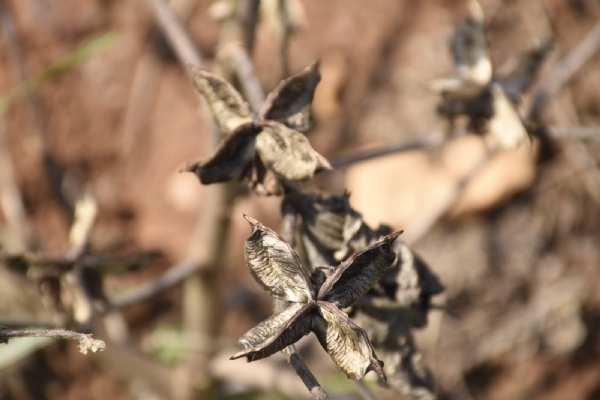 સુરેન્દ્રનગર જિલ્લામાં કમોસમી વરસાદી નુકસાન બાદ 500 સર્વે ટીમો દ્વારા તમામ તાલુકાઓમાં સર્વે કામગીરી પૂર્ણ સુરેન્દ્રનગર જિલ્લામાં કમોસમી વરસાદી નુકસાન બાદ 500 સર્વે ટીમો દ્વારા તમામ તાલુકાઓમાં સર્વે કામગીરી પૂર્ણ