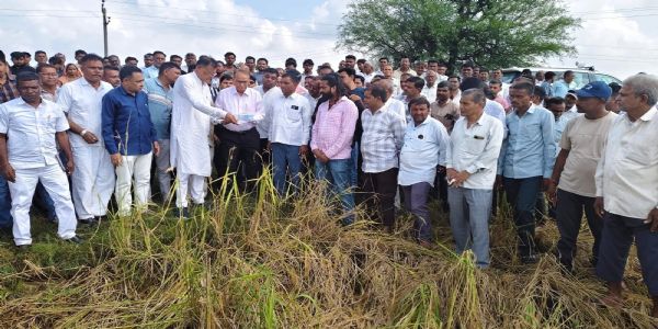 અમરેલી જીલ્લામાં પાક નુકસાન,જિલ્લાના 626 અસરગ્રસ્ત ગામોમાં સર્વેની કામગીરી